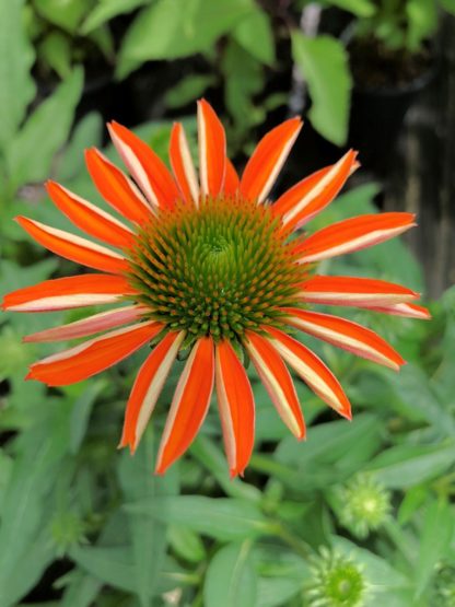 Close-up of orange coneflower with golden center