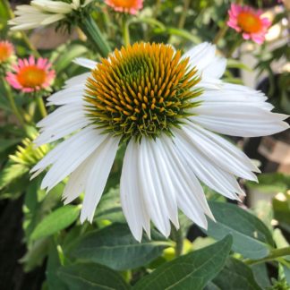 Close-up of white coneflower with golden center and pink flowers in background