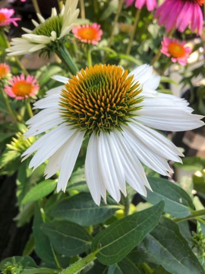 Close-up of white coneflower with golden center and pink flowers in background