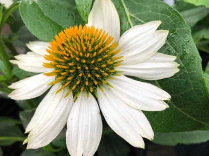 Close-up of white coneflower with golden center surrounded by green leaves
