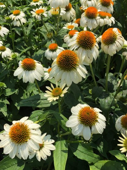 Close-up of white coneflowers with golden centers