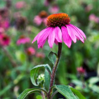 Close-up of pink coneflower with golden center