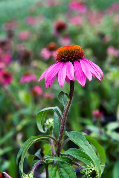 Close-up of pink coneflower with golden center