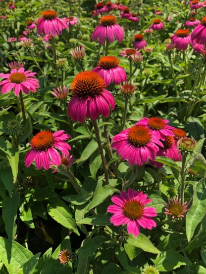 Close-up of pink coneflowers with golden centers