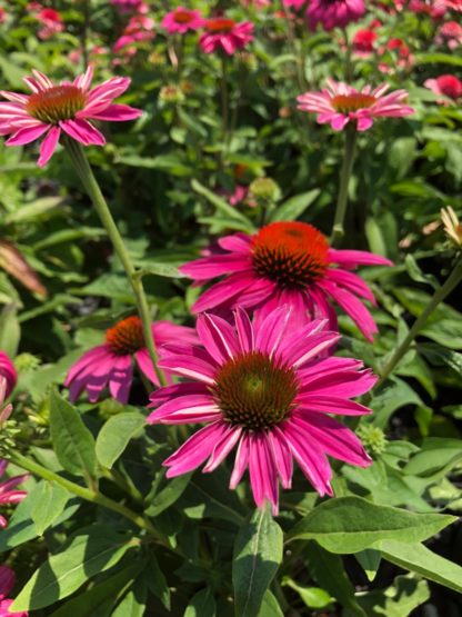 Close-up of pink coneflowers with golden centers