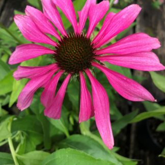 Close-up of pink-purple coneflower with brown center