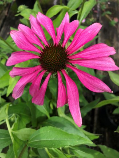 Close-up of pink-purple coneflower with brown center