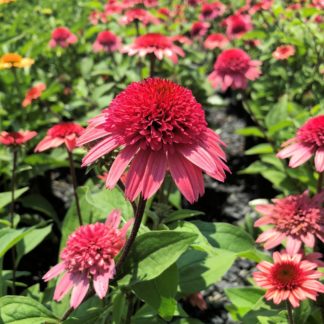 Close-up of pink coneflowers with pink centers with yellow flowers in background