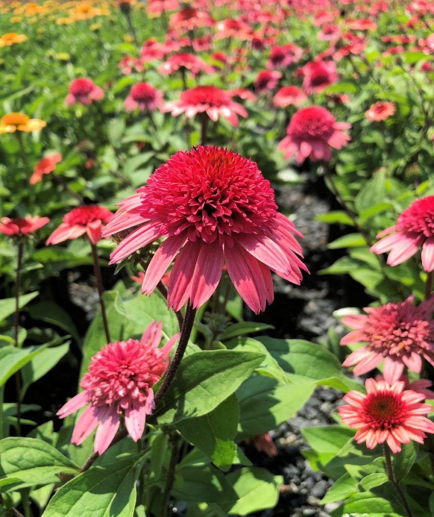 Buy Coneflower Plants Echinacea Stadler Nurseries