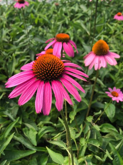 Close-up of pink coneflowers with golden centers