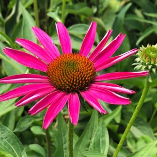 Close-up of pink coneflower with golden center