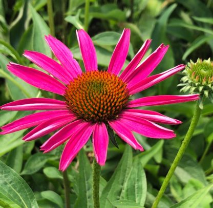 Close-up of pink coneflower with golden center