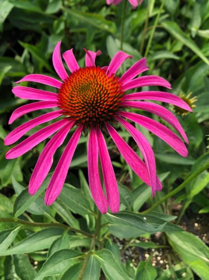 Close-up of pink coneflower with golden center