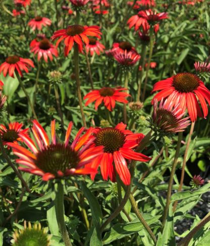 Close-up of red coneflowers with brown centers