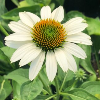 Close-up of white coneflower with golden center surrounded by green foliage