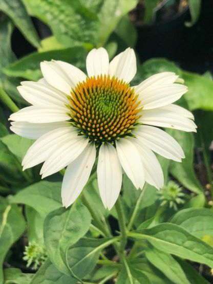 Close-up of white coneflower with golden center surrounded by green foliage