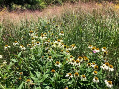 White coneflowers with golden centers growing with large ornamental grasses in the background