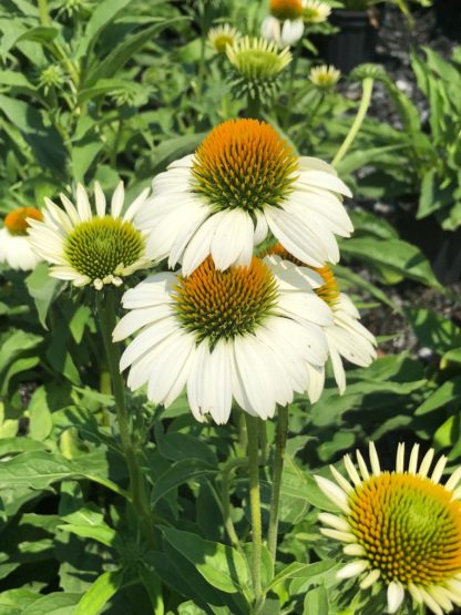 Close-up of white coneflowers with golden centers