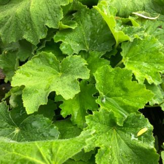 Close-up of light green leaves