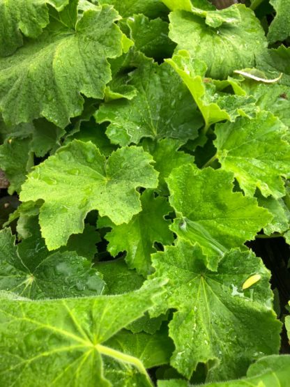 Close-up of light green leaves