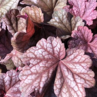 Close-up of burgundy leaves