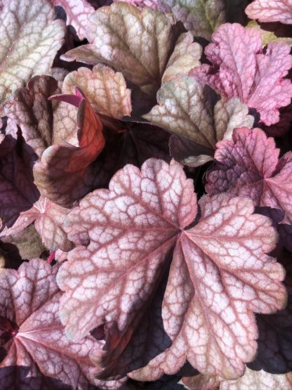 Close-up of burgundy leaves