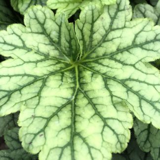 Close-up of light green leaves with dark green veins