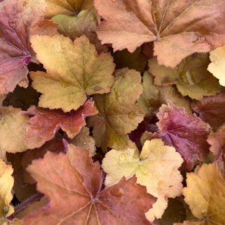 Close-up of caramel-colored leaves