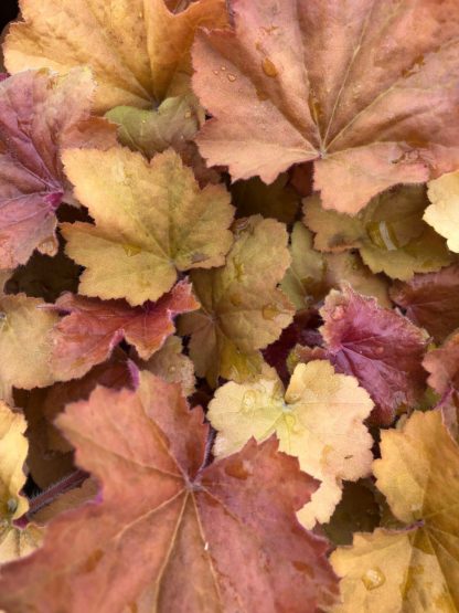 Close-up of caramel-colored leaves