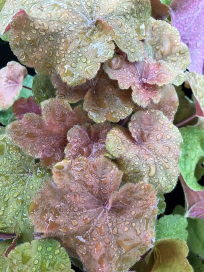 Close-up of green and light burgundy leaves with water droplets