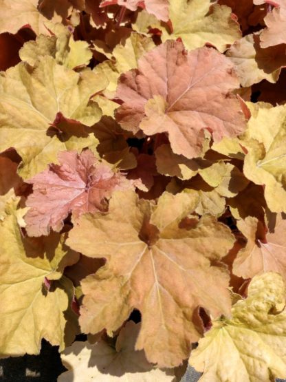 Close-up of caramel-colored leaves