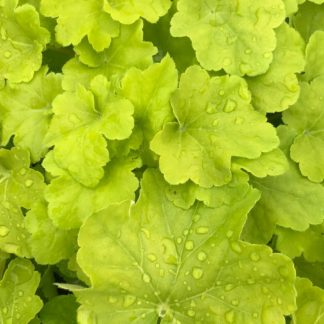 Close-up of chartruse leaves