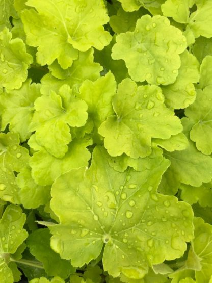 Close-up of chartruse leaves