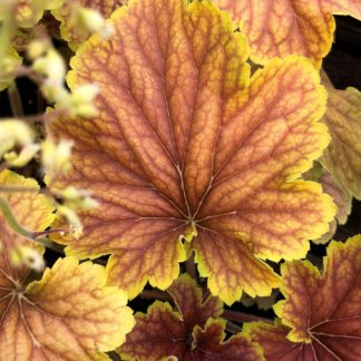 Close-up of yellow and burnt-orange leaves