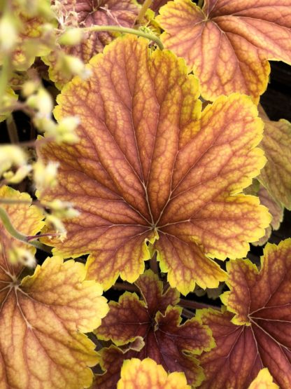 Close-up of yellow and burnt-orange leaves