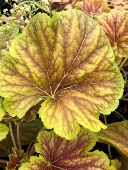 Close-up of yellow and burnt-orange leaves