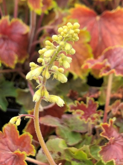 Tiny, yellow, spike-like flowers blooming over burgundy-colored foliage