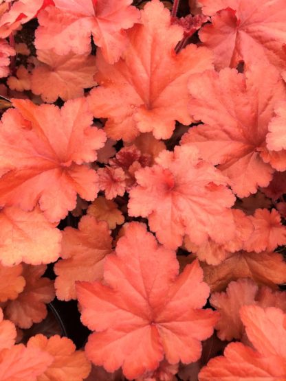 Close-up of peachy-red leaves