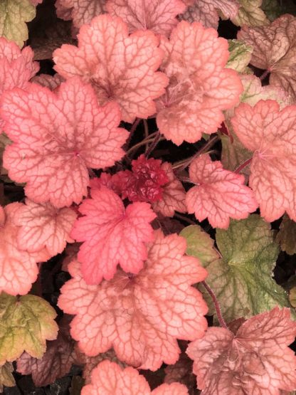 Close-up of peachy-pink leaves