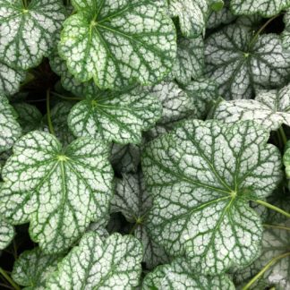 Close-up of green and white leaves