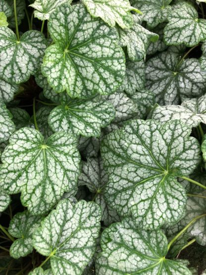 Close-up of green and white leaves