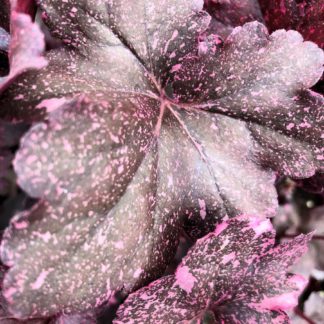 Close-up of burgundy leaves with pink spots