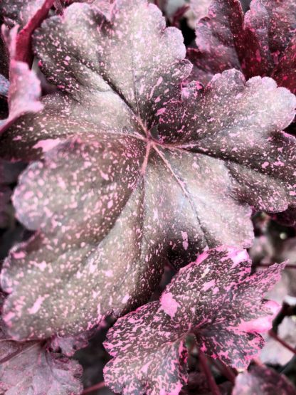 Close-up of burgundy leaves with pink spots