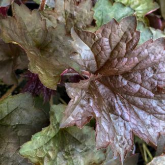 Close-up of burgundy and green leaves