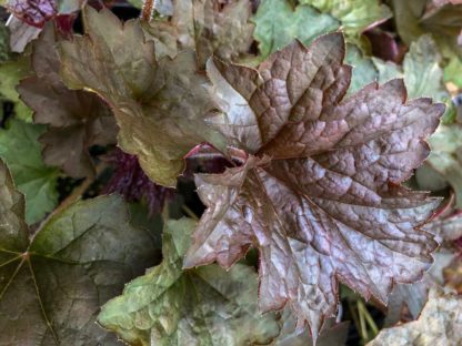 Close-up of burgundy and green leaves