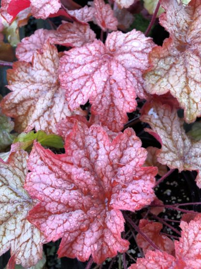 Close-up of reddish-pink, greenish and golden leaves