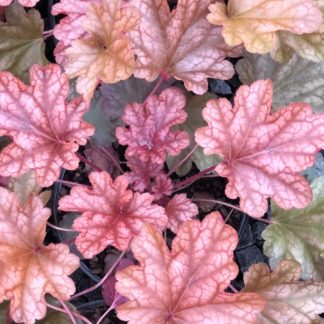 Close-up of peachy-pink leaves