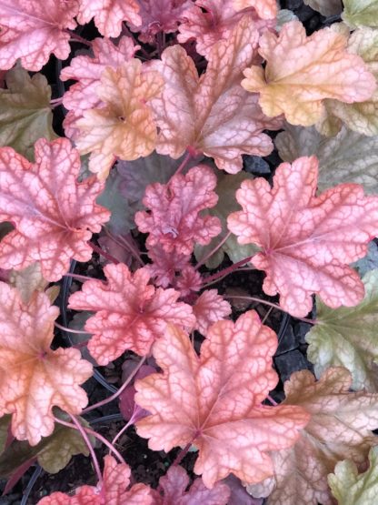 Close-up of peachy-pink leaves