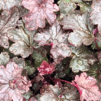 Close-up of red and green leaves with water droplets