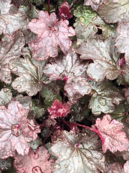 Close-up of red and green leaves with water droplets